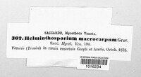 Bipolaris oryzae image